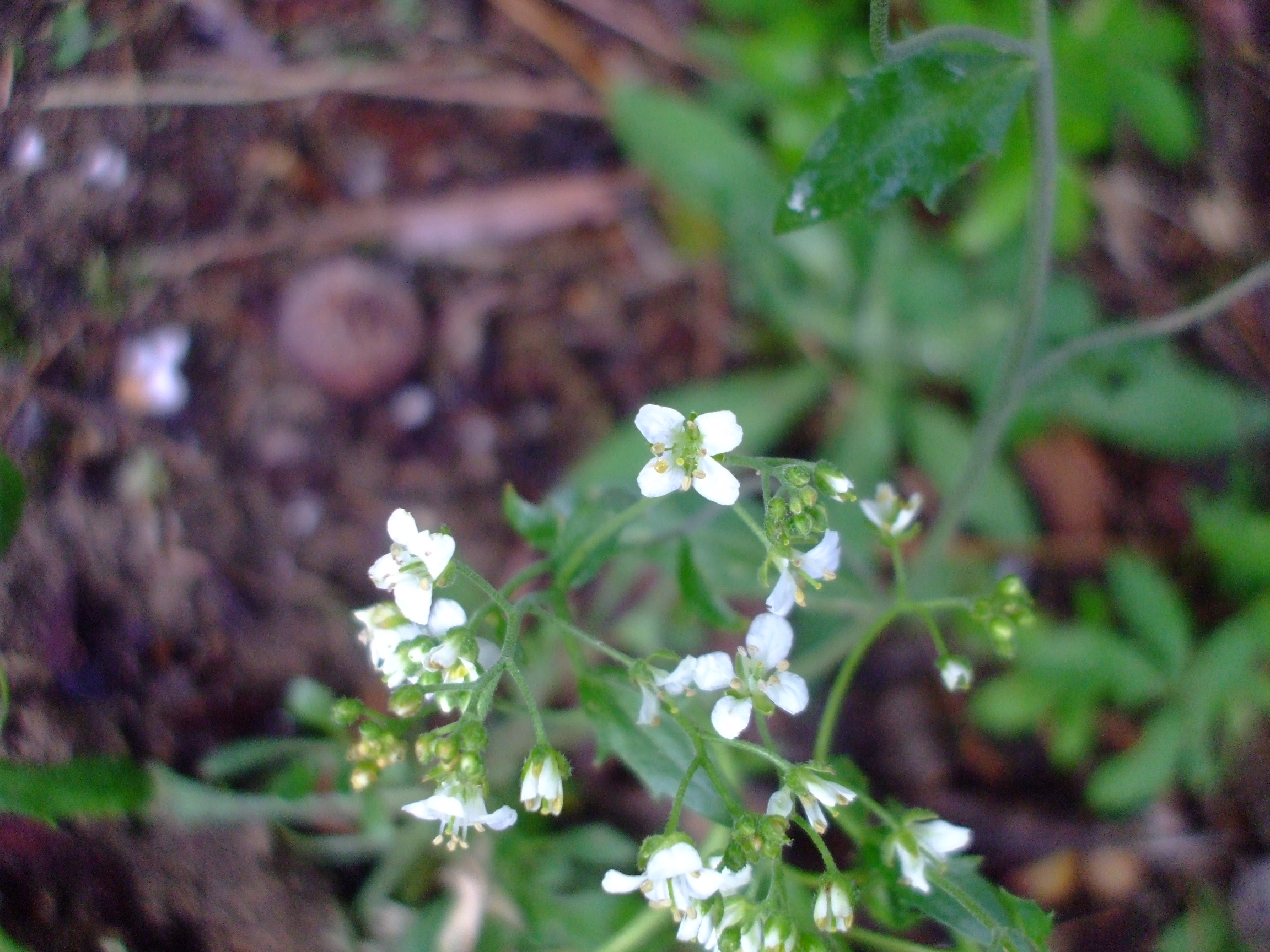 Draba ramosissima